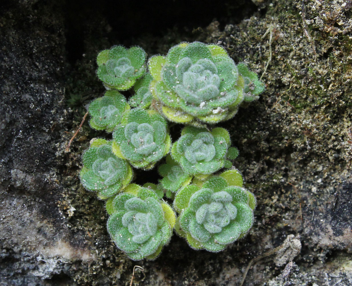 Изображение особи Draba longisiliqua.