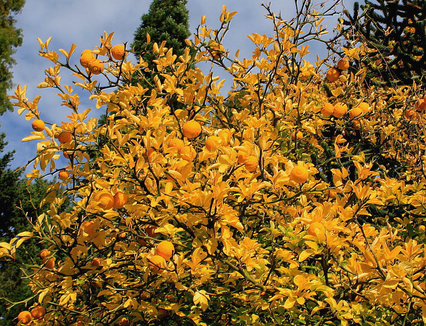 Image of Poncirus trifoliata specimen.