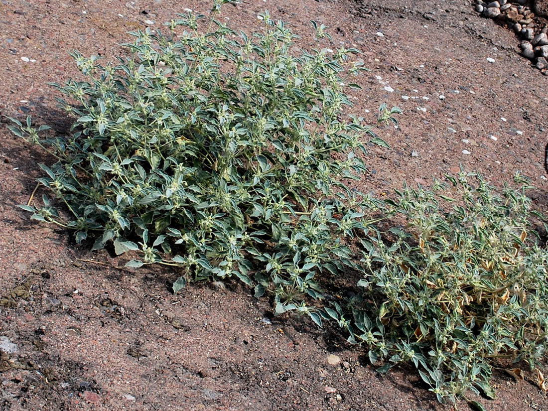 Image of Chrozophora hierosolymitana specimen.