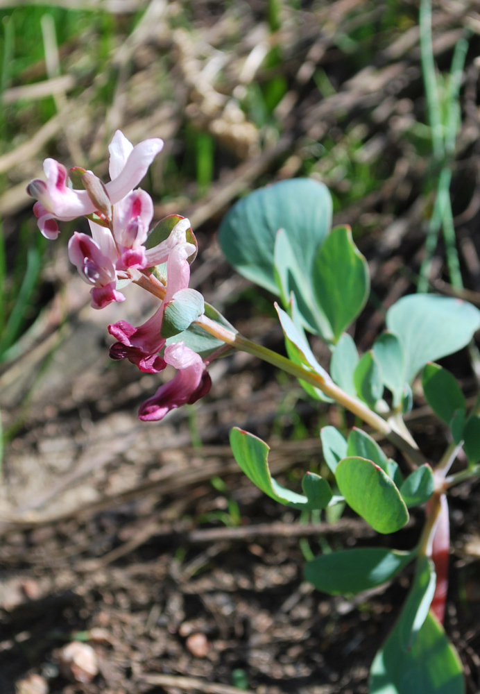 Image of Corydalis ledebouriana specimen.