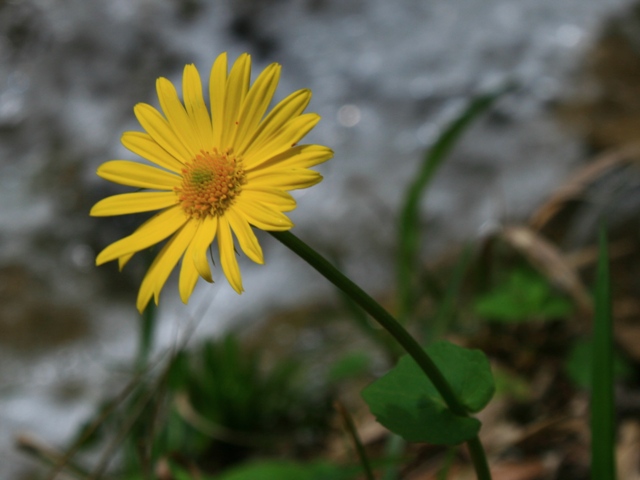 Изображение особи Doronicum orientale.