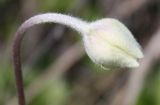 Anemone sylvestris. Бутон. Белгородская обл., Борисовский р-н, \"Острасьев яр\". 07.05.2009.