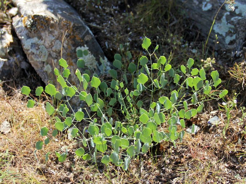 Image of Autumnalia innopinata specimen.