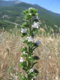 Echium vulgare