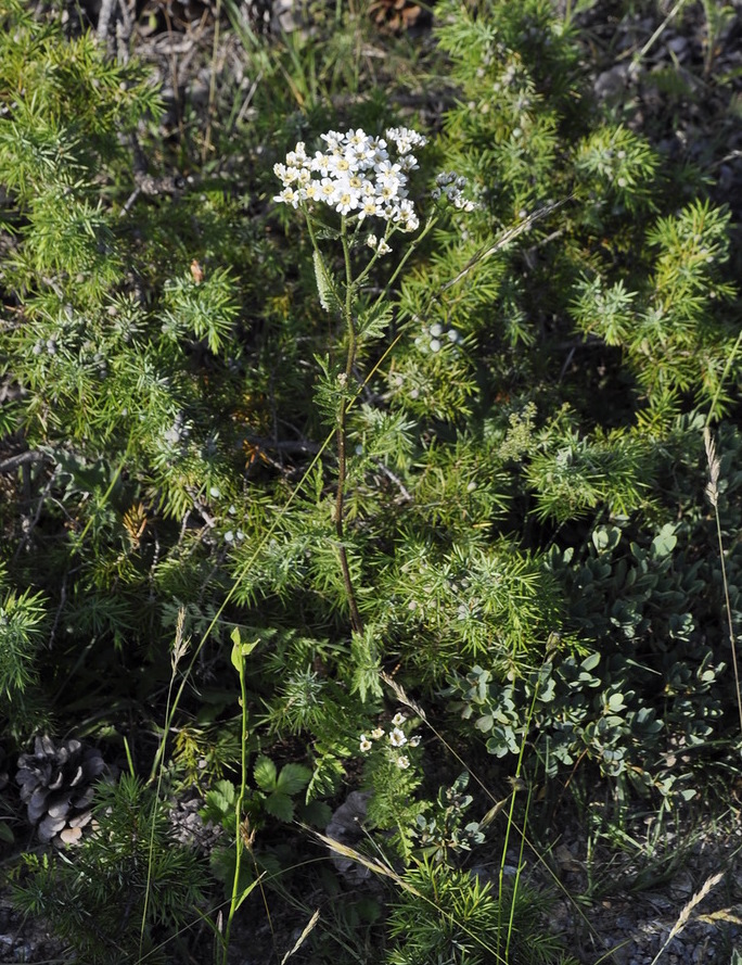 Image of Pyrethrum cinereum specimen.