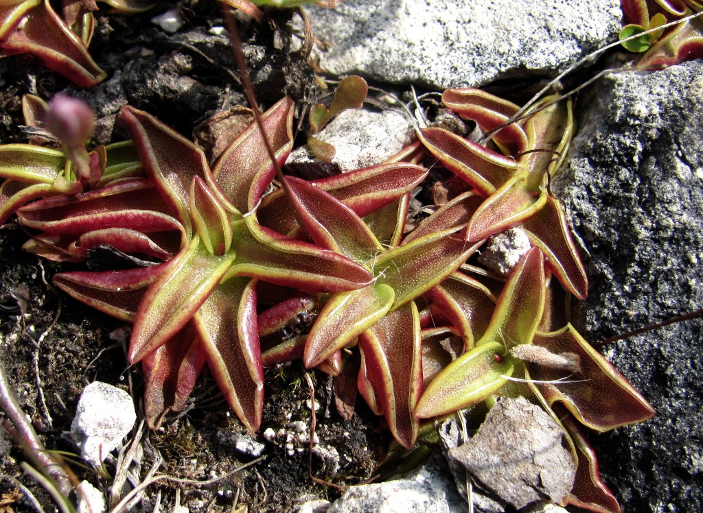 Изображение особи Pinguicula alpina.