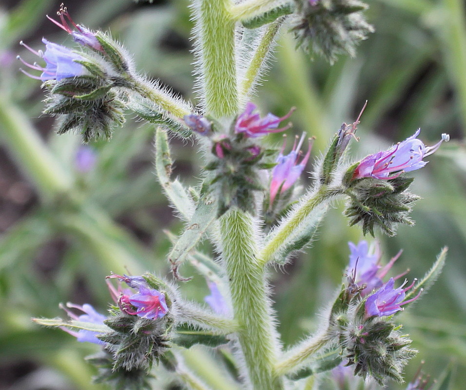 Image of Echium biebersteinii specimen.