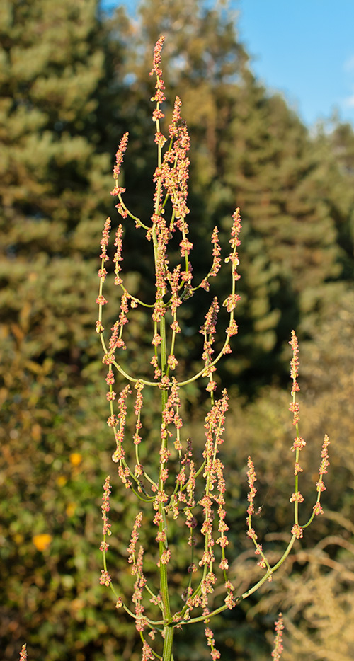 Image of Rumex acetosa specimen.