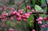 Euonymus maackii