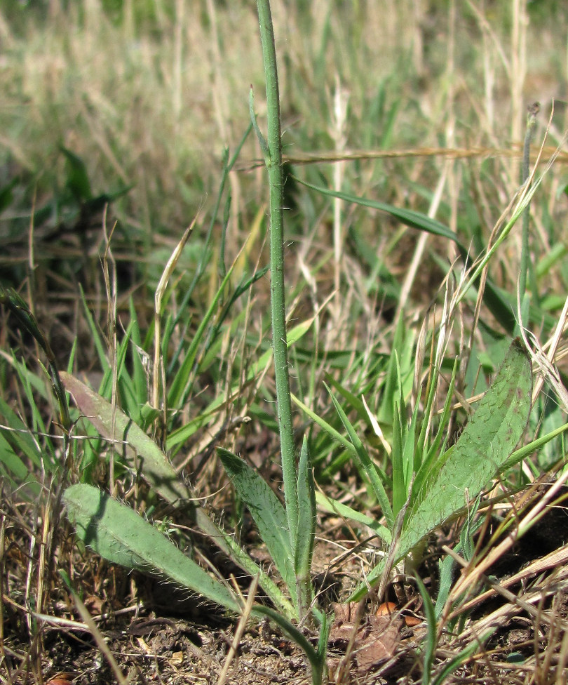 Image of genus Pilosella specimen.