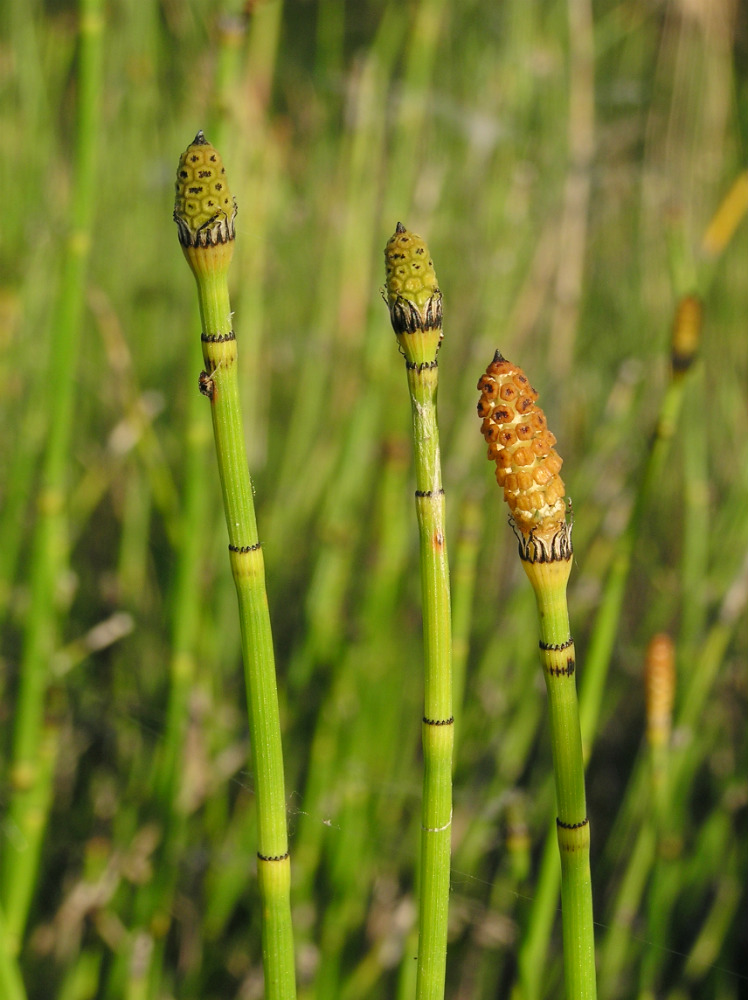 Image of Equisetum &times; moorei specimen.