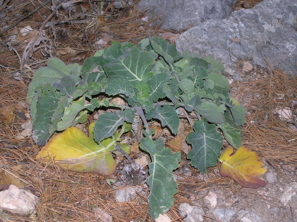 Изображение особи Brassica taurica.
