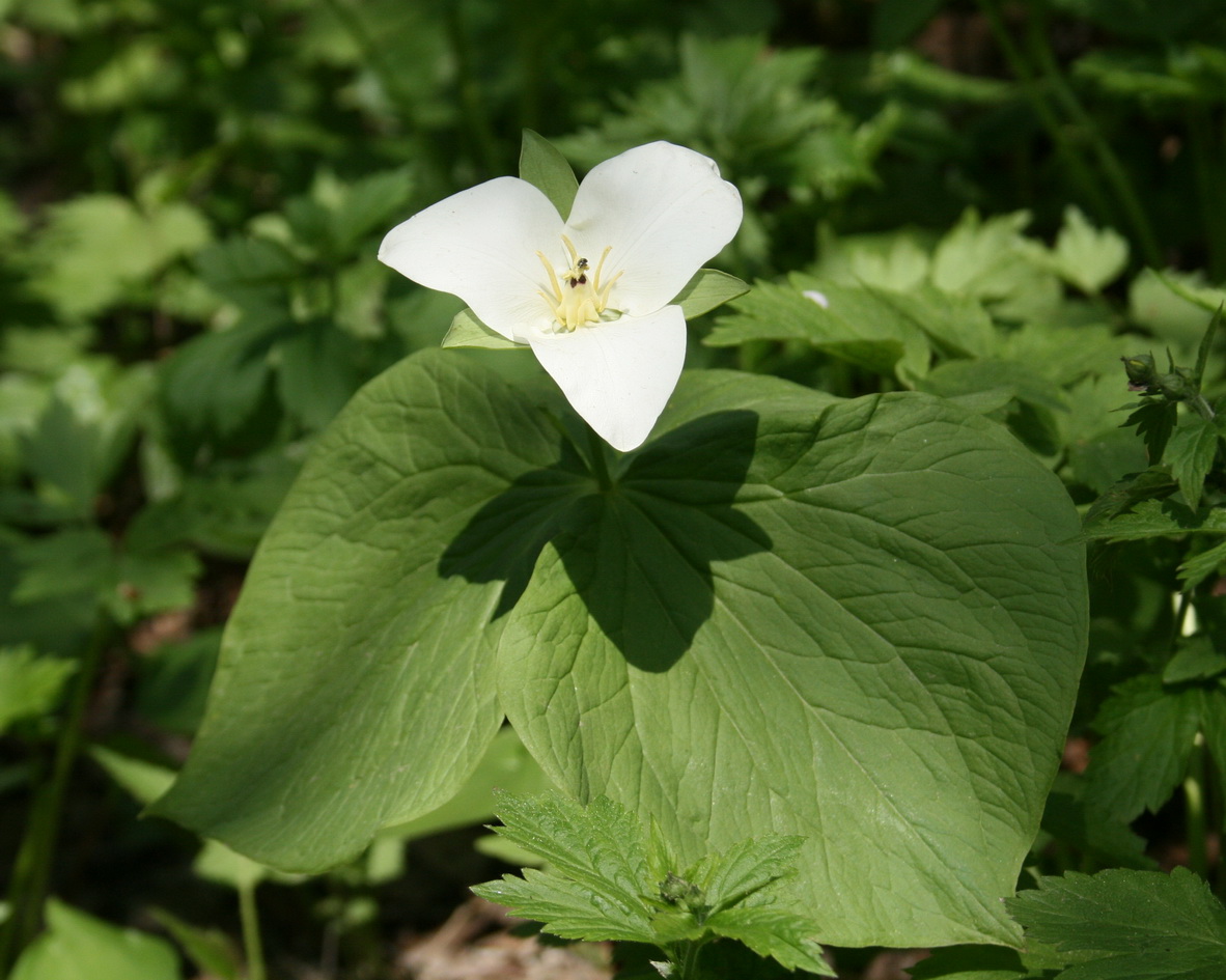 Image of Trillium camschatcense specimen.