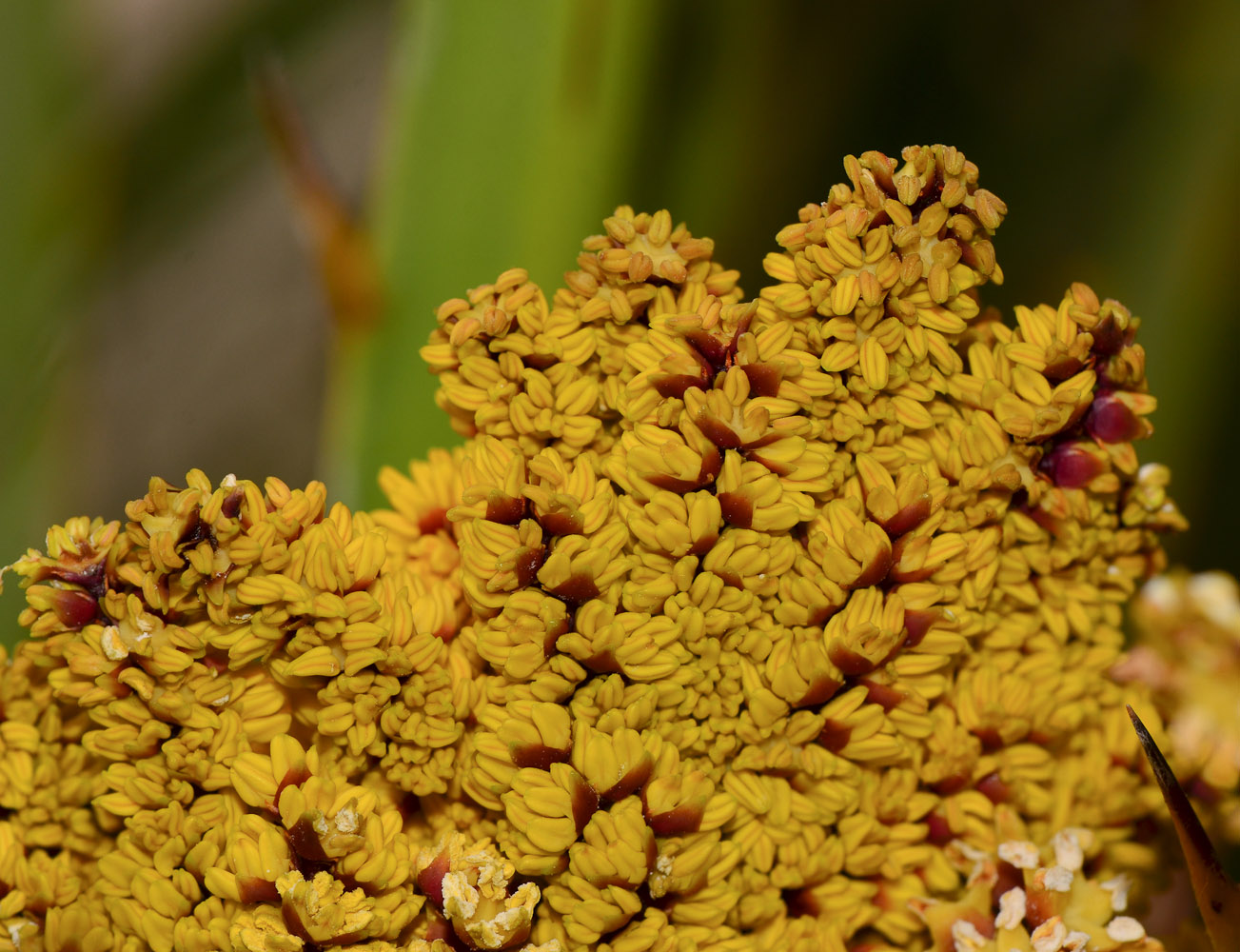 Image of familia Arecaceae specimen.