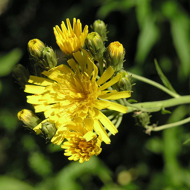 Image of Hieracium umbellatum specimen.