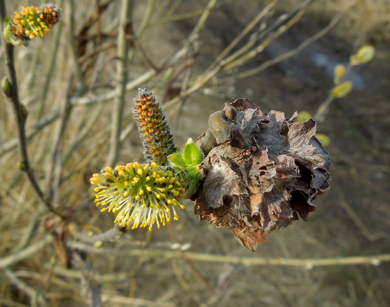 Image of Salix cinerea specimen.