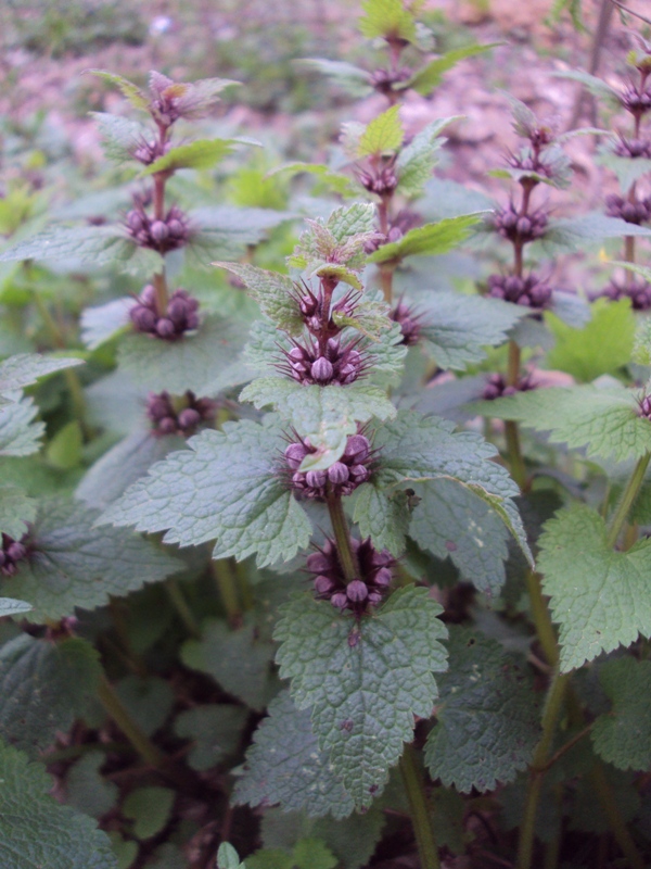 Image of Lamium maculatum specimen.