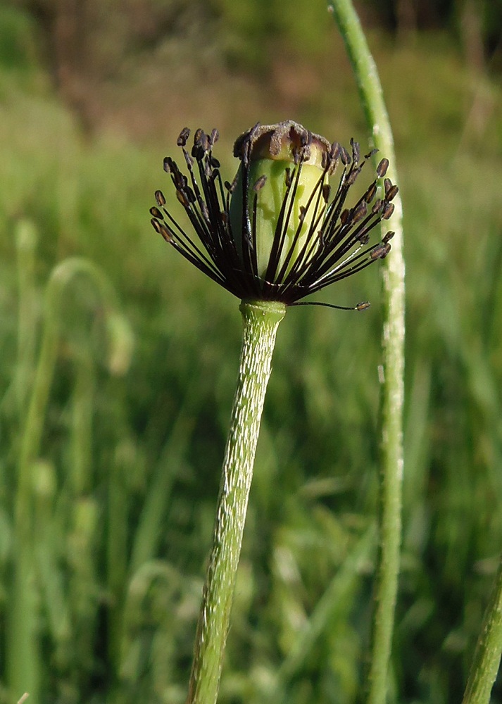 Изображение особи Papaver laevigatum.