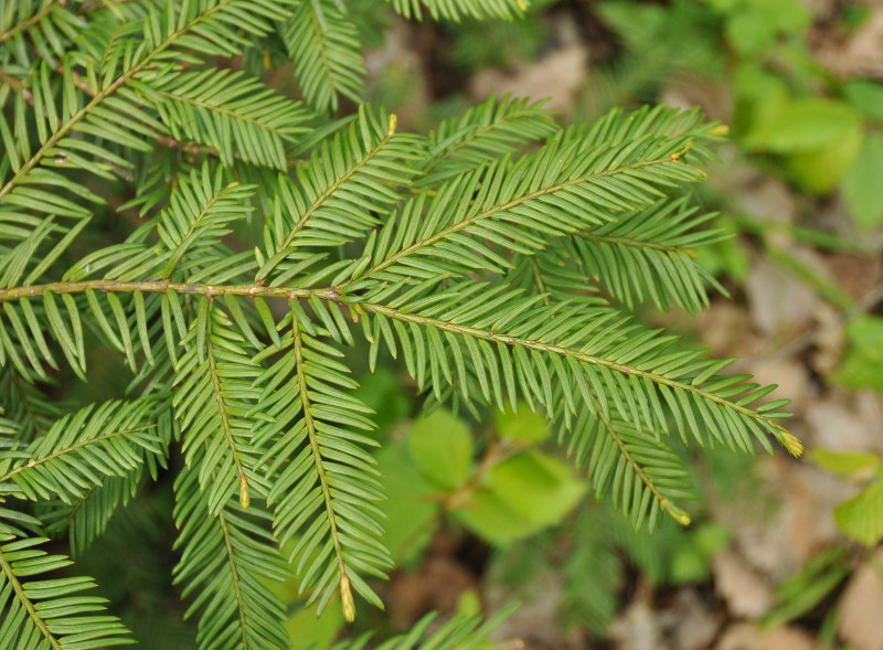 Изображение особи Taxus baccata.