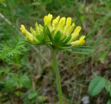 Anthyllis macrocephala. Соцветие. Ставропольский край, г. Кисловодск, парк, дорога к «Малому Седлу», на высоте более 1040 м н.у.м. (43°53′58,60″ с.ш., 42°44′54,38″ в.д.). 22.05.2014.