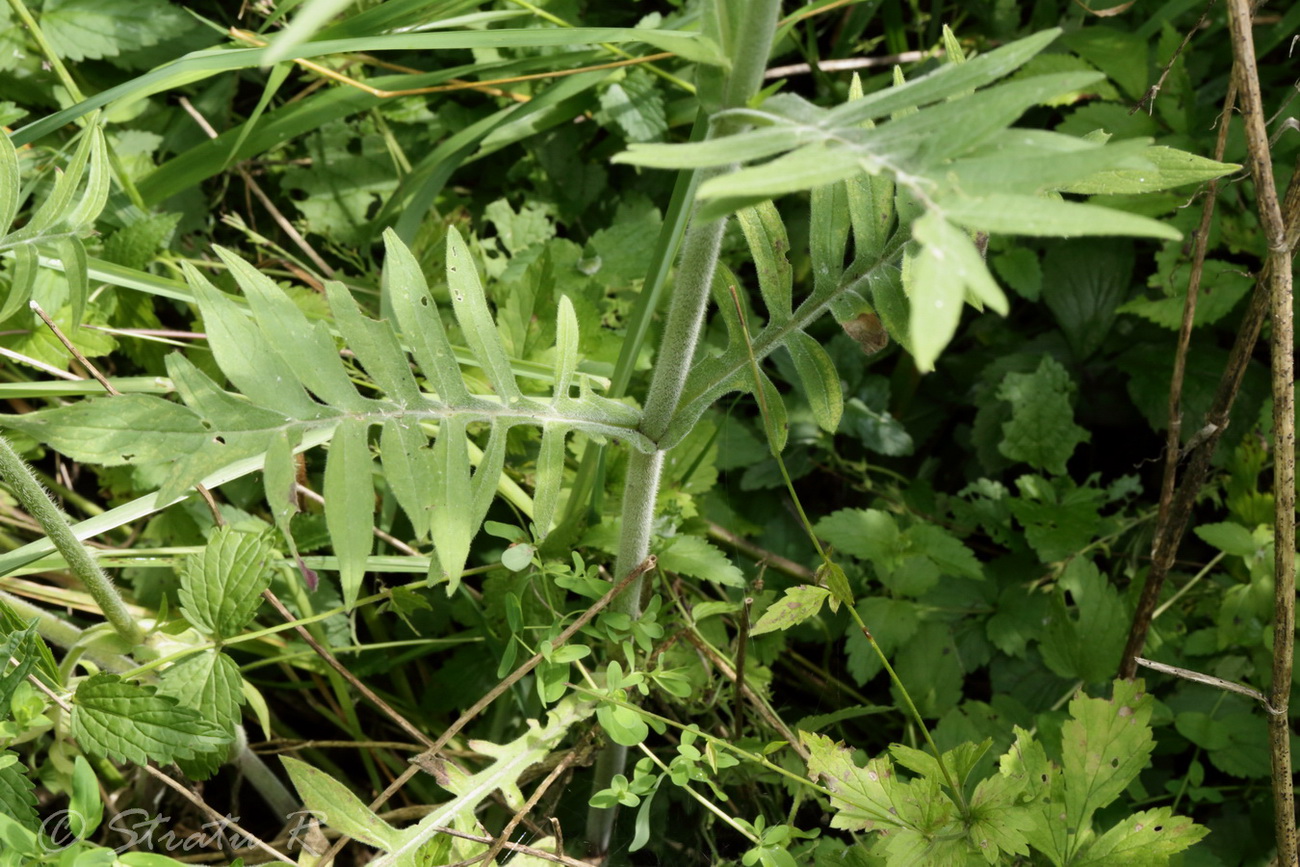 Image of Knautia arvensis specimen.