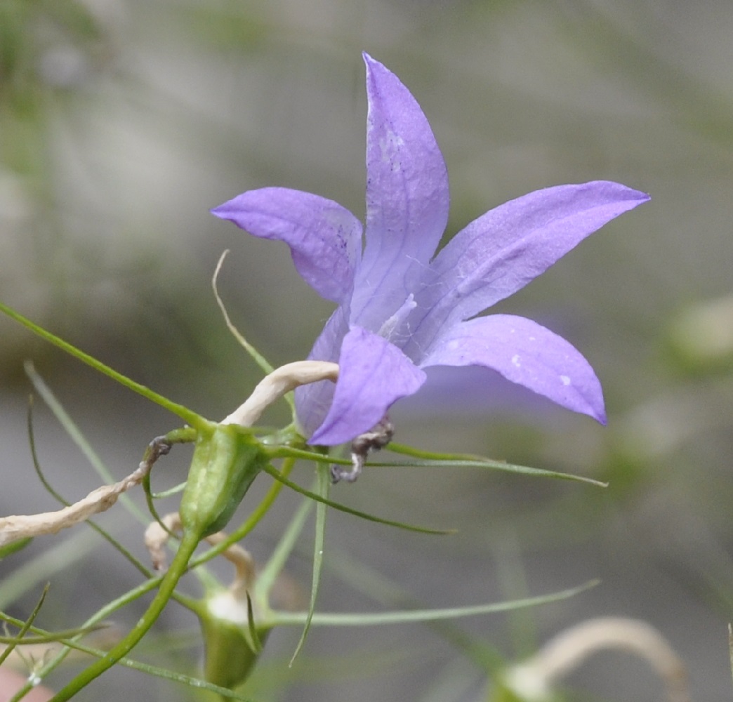 Image of Campanula sparsa specimen.