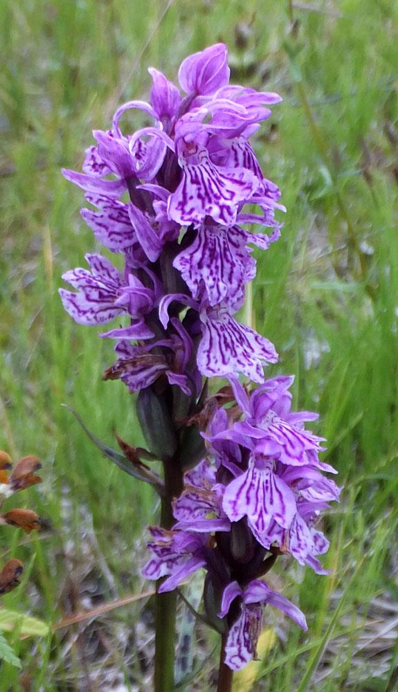 Image of Dactylorhiza psychrophila specimen.