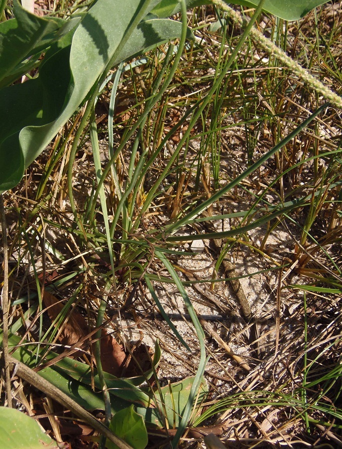 Image of Plantago salsa specimen.