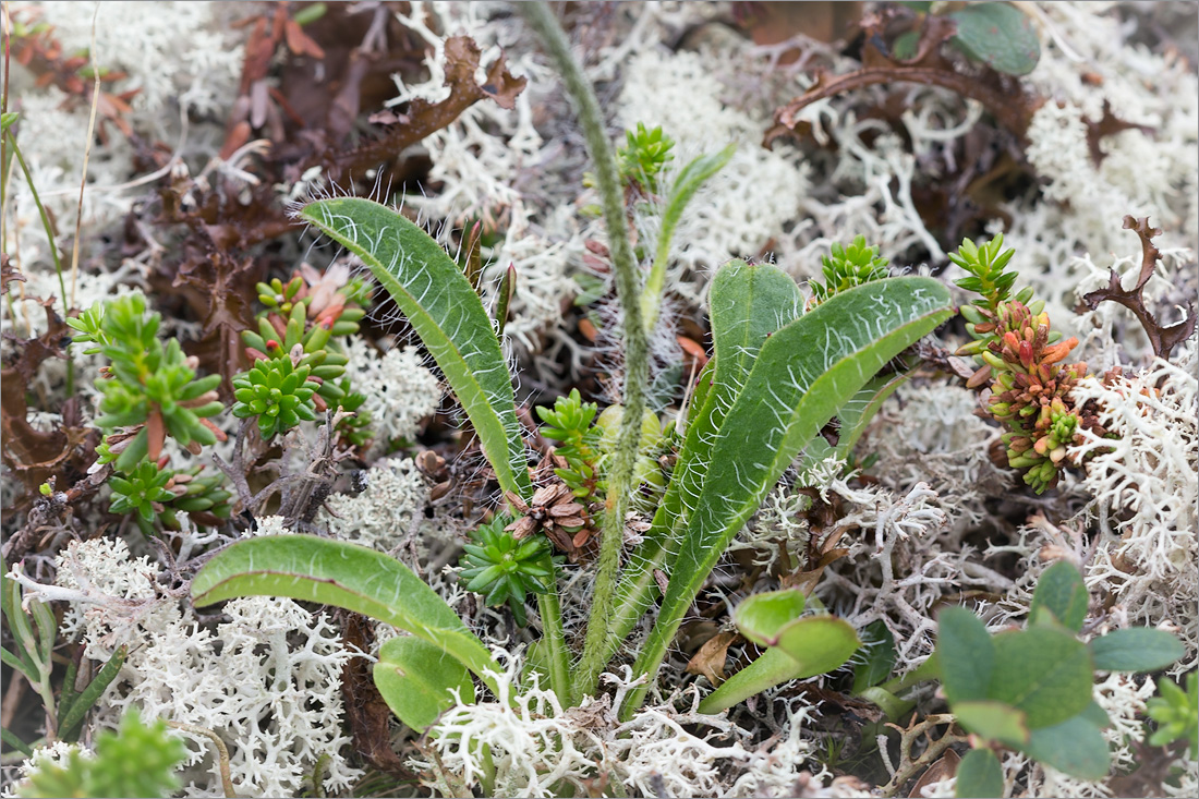 Image of Hieracium alpinum specimen.