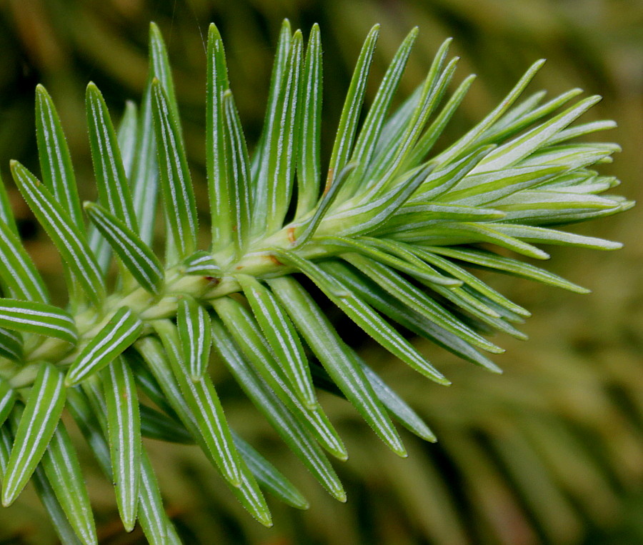 Image of Cunninghamia lanceolata specimen.