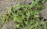 Myriophyllum spicatum. Вегетирующее растение на обсохшем берегу. Костромская обл., Костромской р-н, окр. с. Сущево, берег Костромского водохранилища. 17.08.2014.