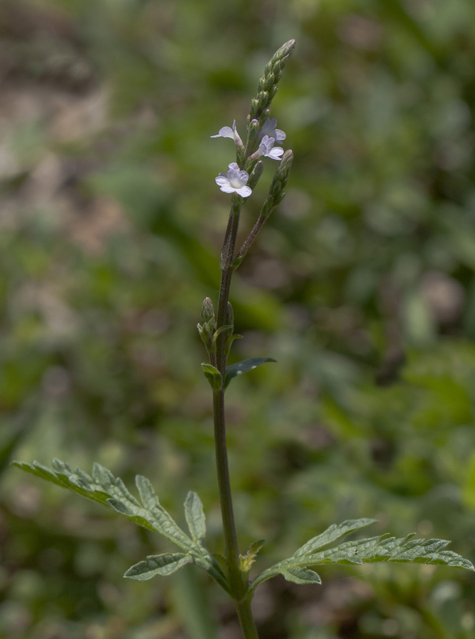 Изображение особи Verbena officinalis.