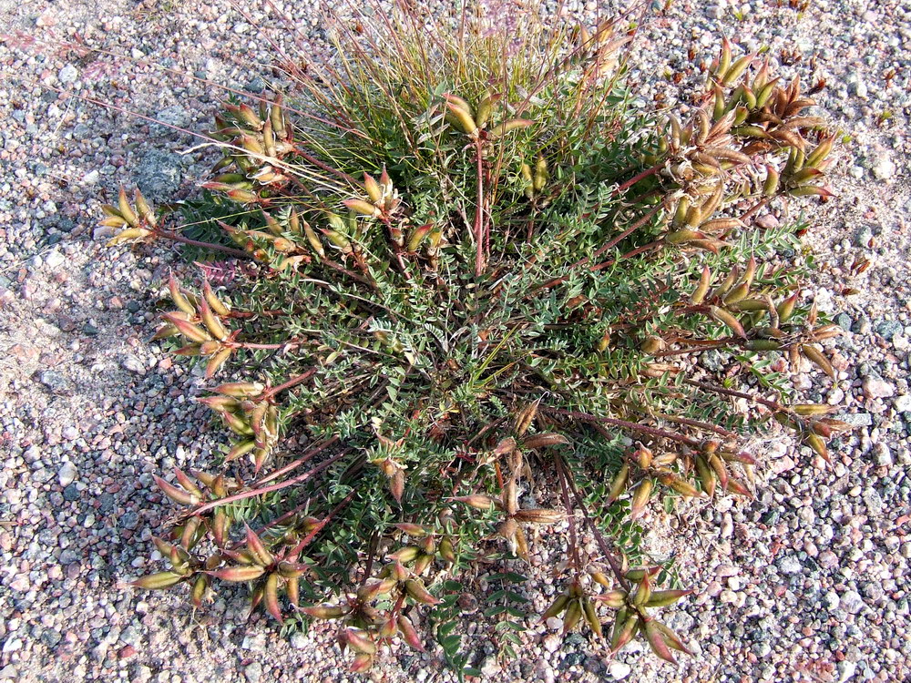 Изображение особи Oxytropis sordida.