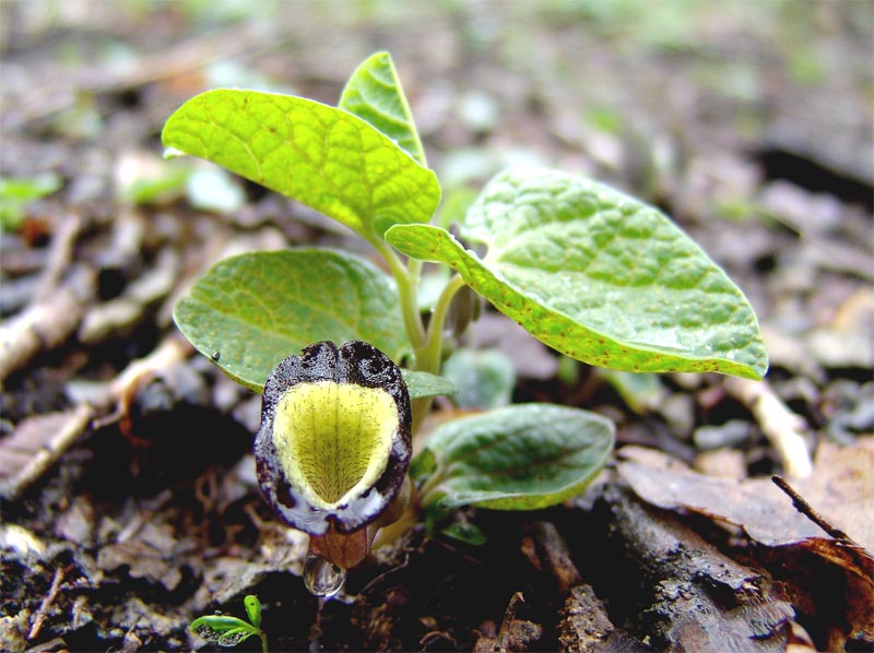 Image of Aristolochia steupii specimen.