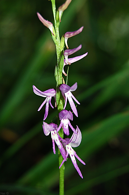 Image of Neottianthe cucullata specimen.