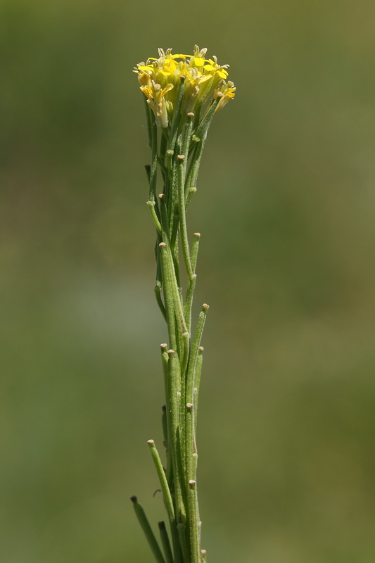 Image of Erysimum hieraciifolium specimen.