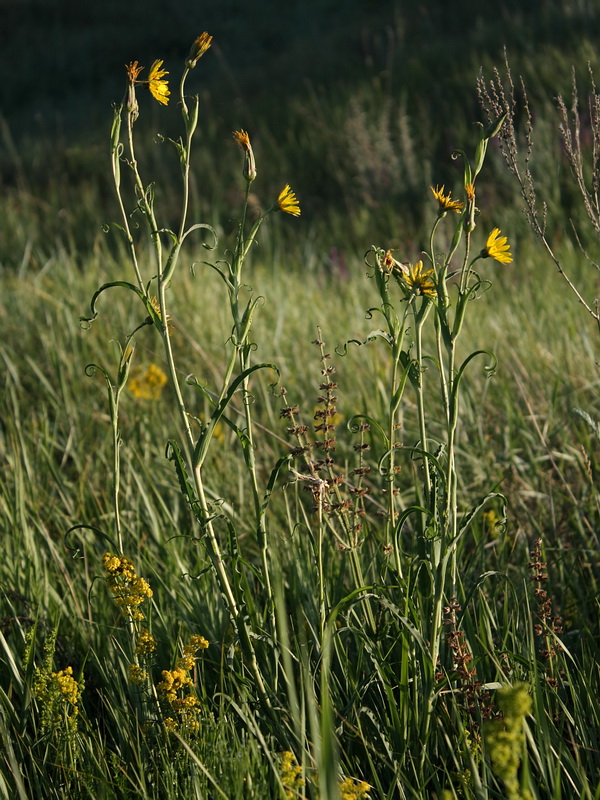 Изображение особи Tragopogon podolicus.