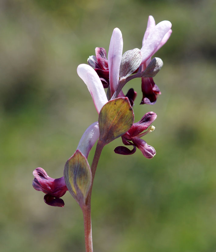 Image of Corydalis ledebouriana specimen.