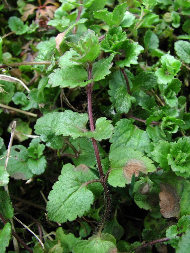 Image of Veronica persica specimen.