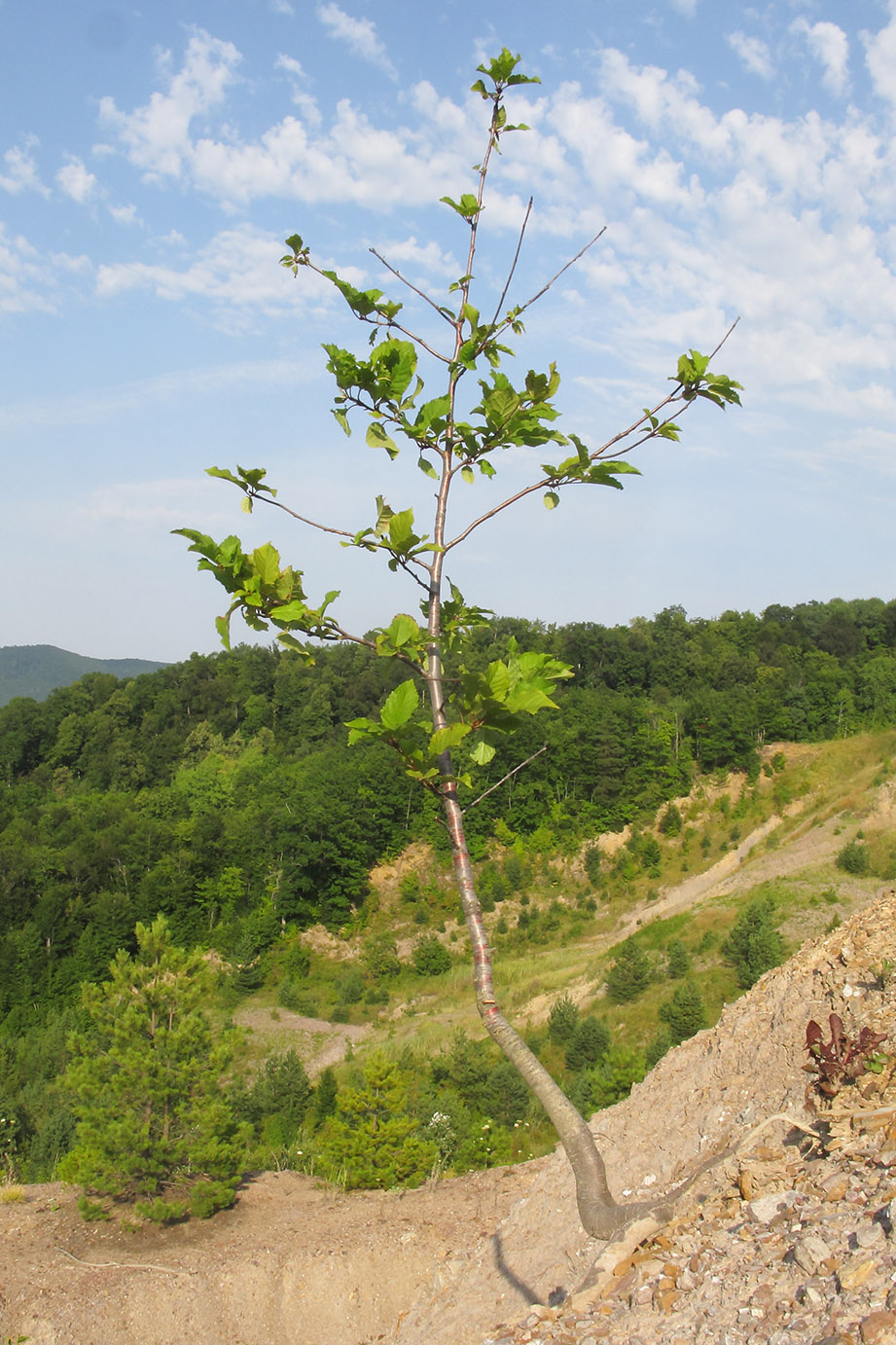 Image of Cerasus avium specimen.