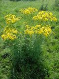 Senecio erucifolius. Цветущее растение. Иркутская обл., Иркутский р-н, окр. дер. Позднякова, заболоченный луг. 29.07.2014.