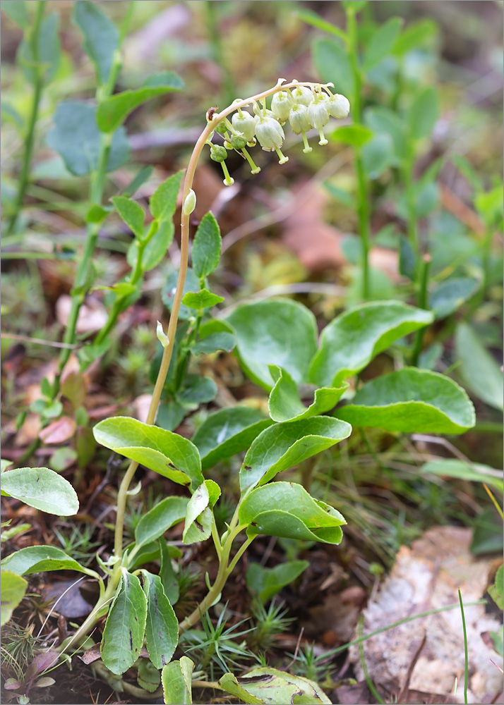 Изображение особи Orthilia secunda.