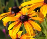 Rudbeckia hirta