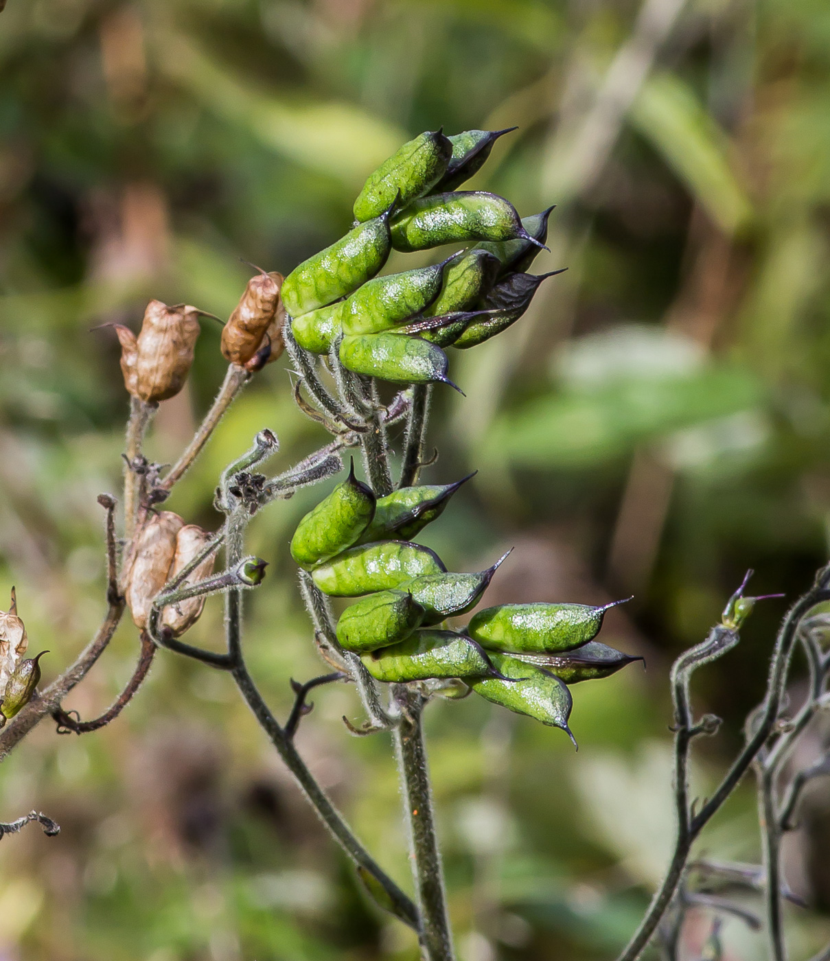 Image of Aconitum septentrionale specimen.