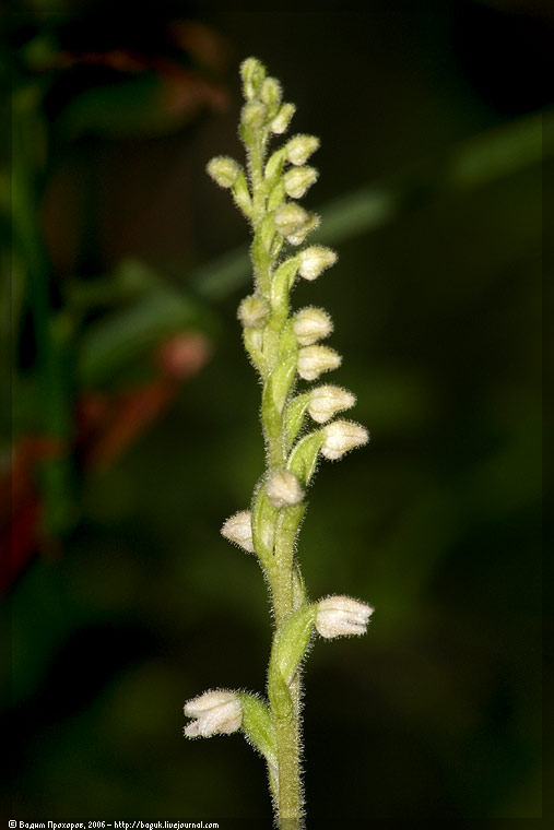 Image of Goodyera repens specimen.