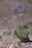 Seseli marginatum. Цветущее растение. Южный Казахстан, горы Алатау (Даубаба), Западное ущелье. 14.07.2014.