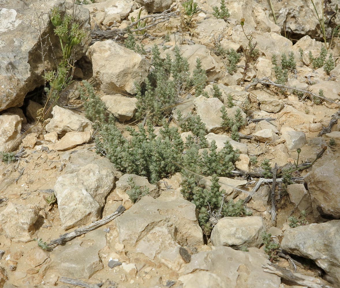 Image of Salsola inermis specimen.