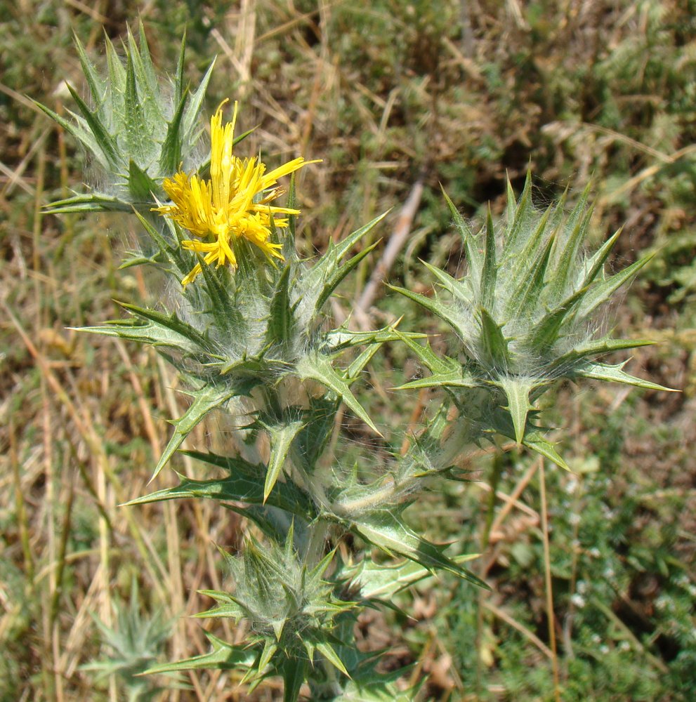 Image of Carthamus lanatus specimen.