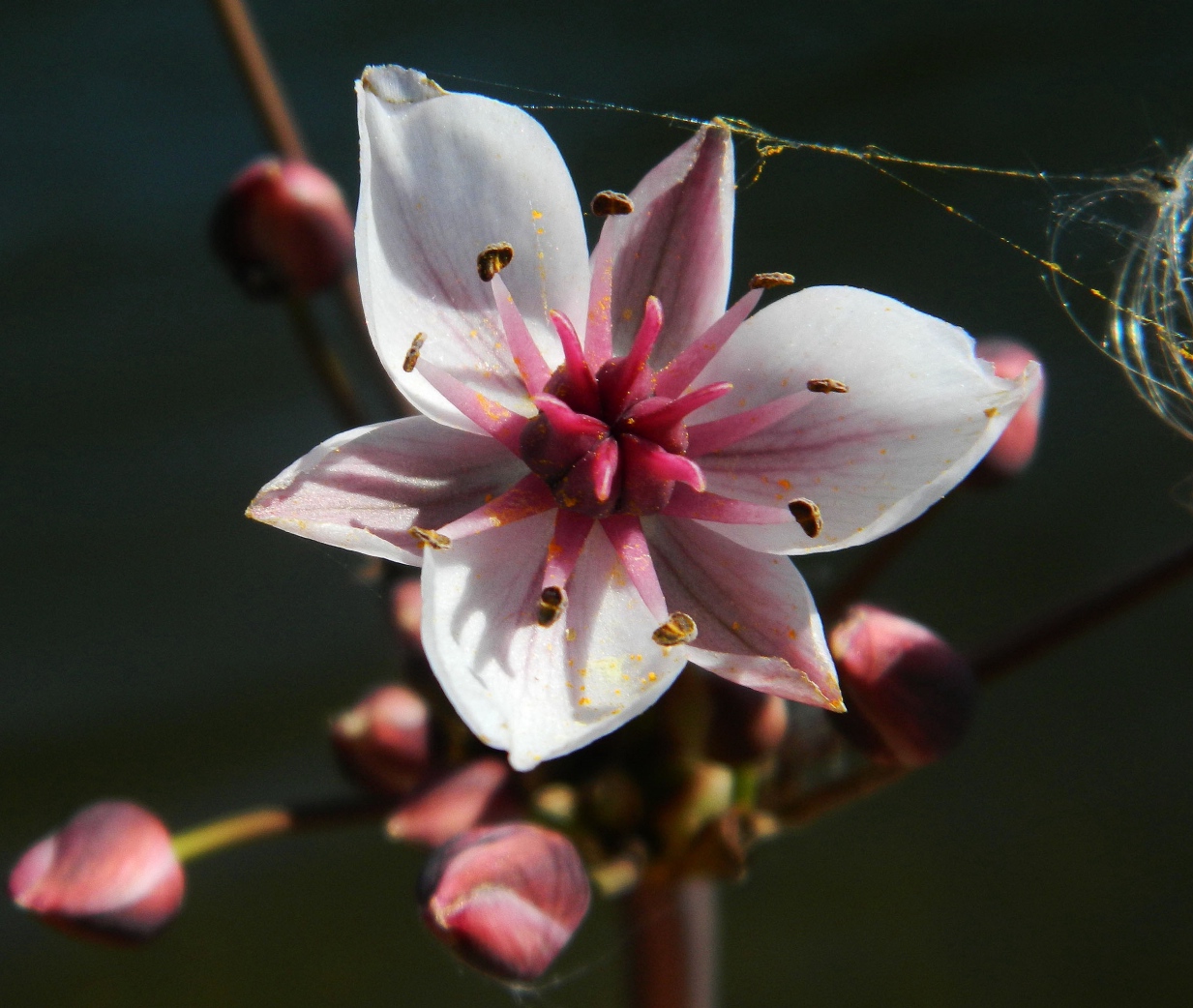 Изображение особи Butomus umbellatus.