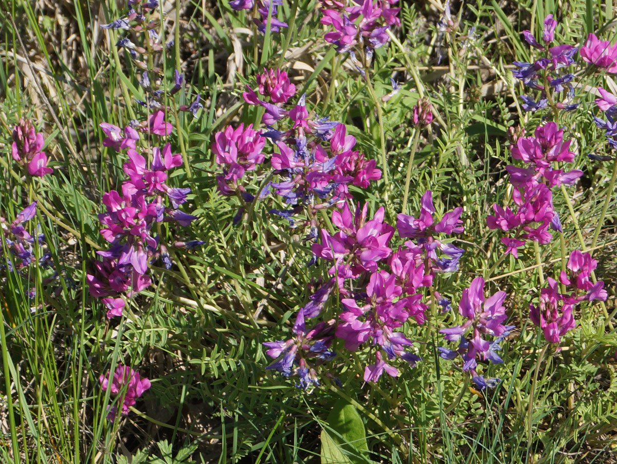 Image of Oxytropis teres specimen.